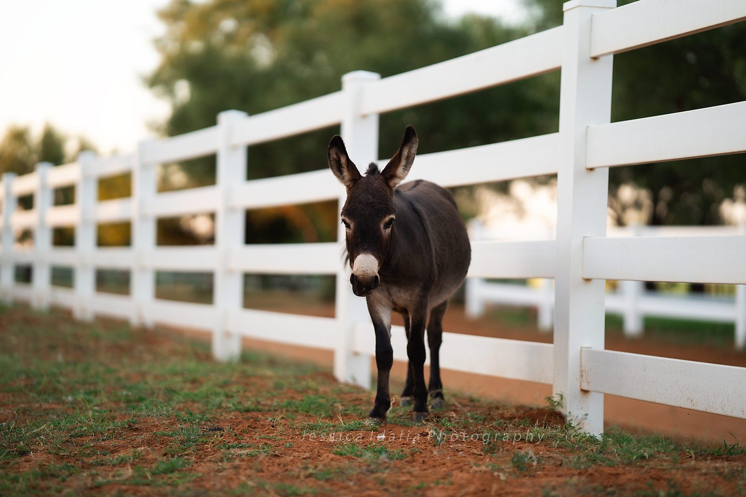 donkey photo texas photographer