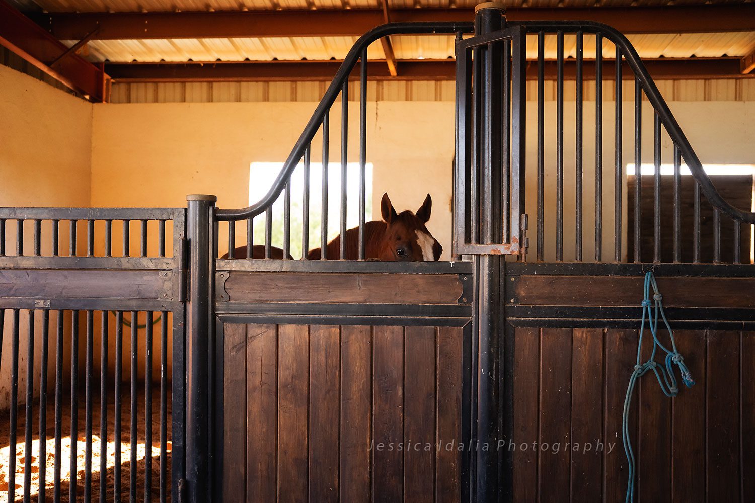 horse portrait Sony A7iii