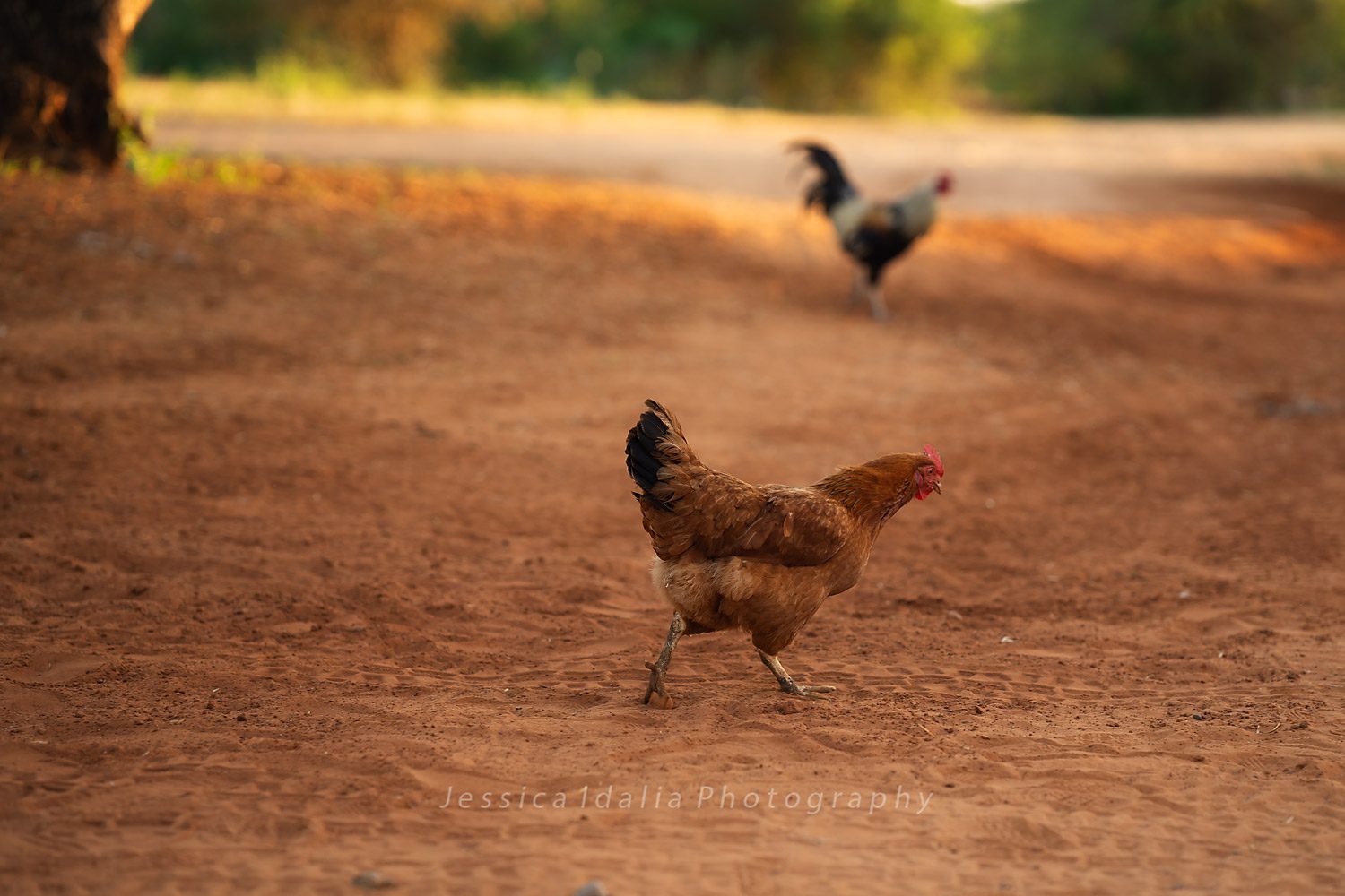 ranch life chicken portrait