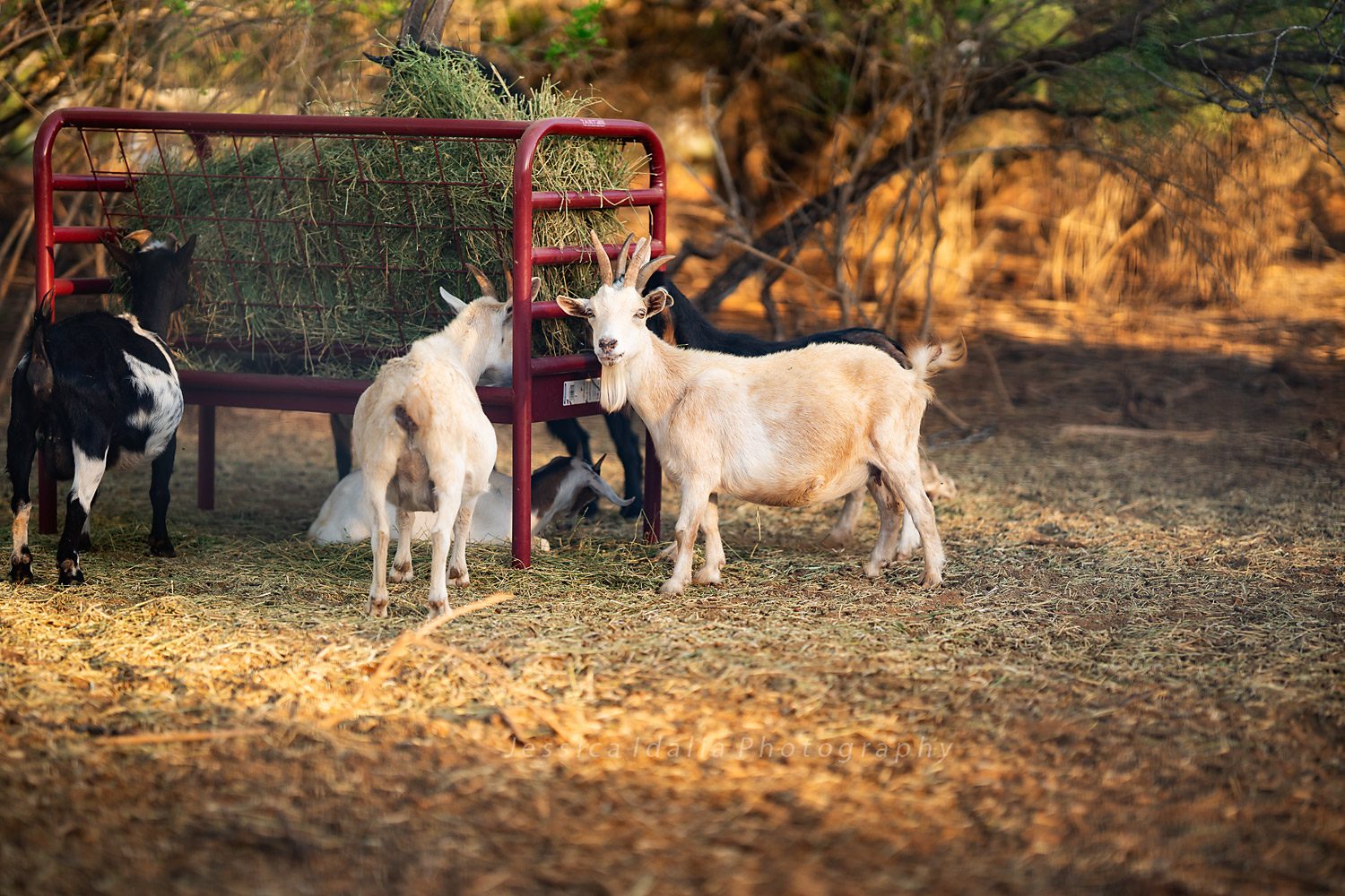 ranch trip goats photographer